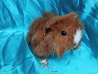Üreticiden Safkan Guinea Pig Yavrular