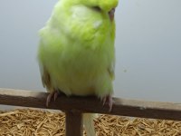 Muhabbet kuşu show jumbo
