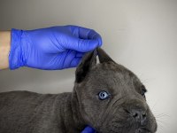Cane Corso Yavru Denizli