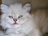2 Ay Erkek British Longhair Lynx Point