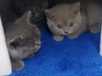 British shorthair yavrular