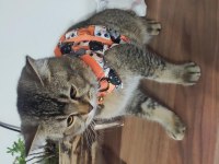 Ücretsiz British Shorthair 1,5 Yaşında