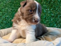 Oyuncu border collie yavrularımız!