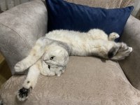 Yeni yuvasını arıyor acil scottish fold