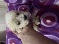 Tuvalet eğitimli maltipoo bebekler