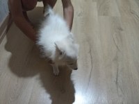Sahibinden spitz 3 aylık