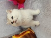 British shorthair yavrularımız yeni yuvasını arıyor