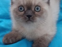 British Shorthair Yavrular