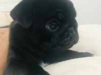 Safkan orjinal siyah pug yavruları