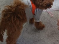 4 aylık sağlıklı eğitimli toy poodle