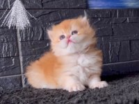 Yumuşacık Golden British Longhair 
