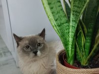 Sahiplendirme british shorthair