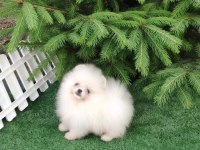 TEACUP POMERANİAN ERKEK YAVRU