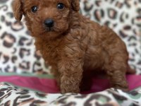 Red Maltipoo Ailenizin Yeni Üyesi