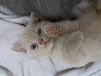 Sarı british shorthair yavrumuz