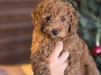 Toy Poodle Yavruları