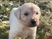 Golden retriever yavrular