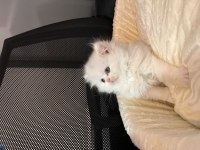 Safkan British Longhair Yavrular