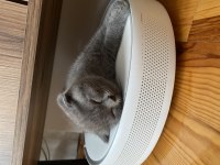 Yavru scottish fold 2 aylık