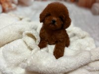 KORE POODLE YAVRULAR