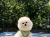 Pomeranian Boo safkan ayı surat bebeklerim