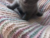 Scottish fold yavrumuzu sahiplendiriyoruz