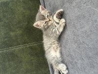 British shorthair 2 aylık yavrular