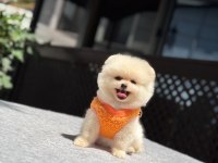 Sağlık ve ırk garantili Pomeranian boo