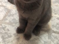 British Shorthair Cins Kedimiz