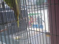 Hepsi ele alıştırmalık yavru muhabbet kuşlar