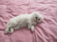 Longhair Scottish fold