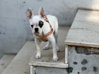 Köpeğim gayet iyidir ve çok sevimli