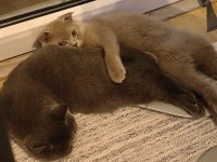 8 aylık özel renk lilac scottish fold