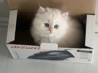 İPEK TÜY A KALİTE KEDİLER