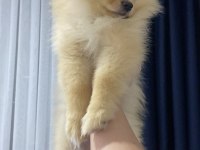 Pomeranian boo 3 aylık