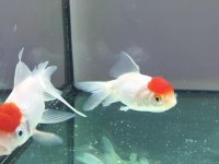 Aslanbaş Oranda