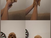Orjinal Sıfır Numara Maltipoo Bebekler