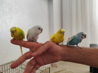 Konuşan evcil muhabbet kuşları