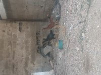 5 Adet 4 aylık 4 Ferik 1 Horoz