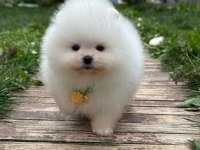 Teddy bear kar beyaz erkek 3 aylık pomeranian