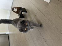Scottish Fold Mila İçin Yeni Bir Yuva Arıyorum
