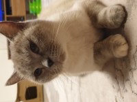 Yetişkin British Shorthair