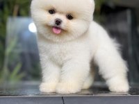 Irk ve sağlık garantili pomeranian boo bebekler
