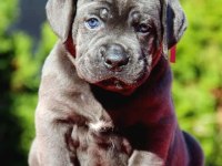 2 Aylık Bodyguard Cane Corso Yavrularım