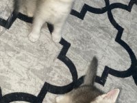 Scottish fold ve scottish straight bebekler