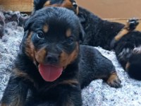 Yavru rottweiler
