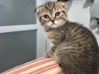 2.5 Aylık Erkek Scottish Fold