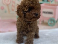Sevimli Toy Poodle Yavrusu