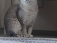 BRİ SH NY Aria mango british shorthair