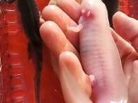 5 Axolotl (Tane Fiyatı)